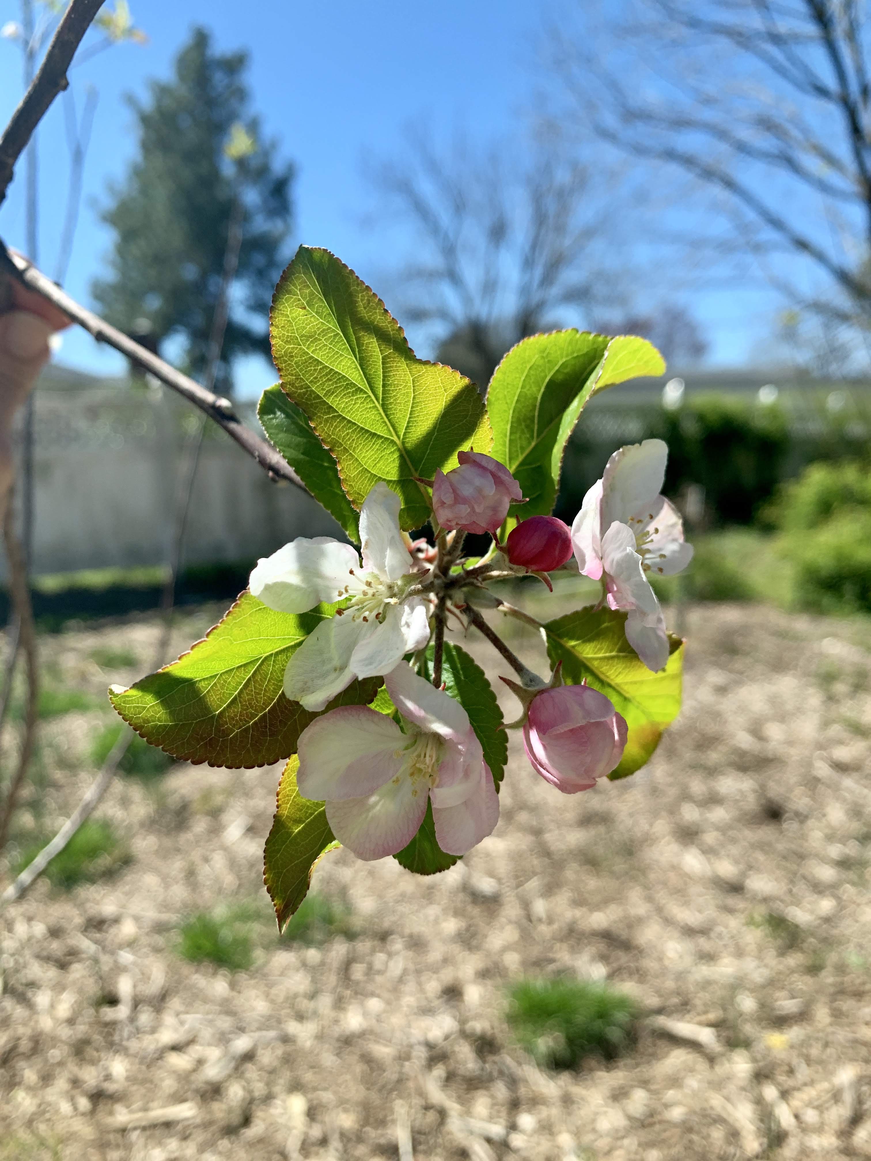 Spring